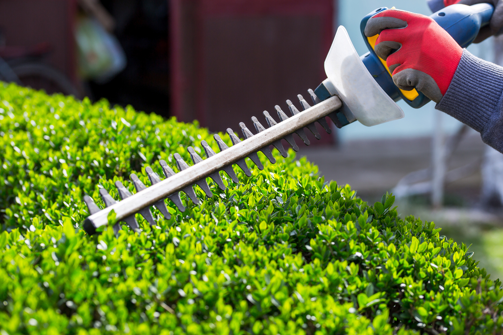 A person trimming the top of bushes with an electric hedge trimmer.